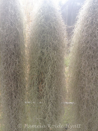 Tillandsia usneoides (thin form, Peru)