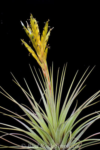 Tillandsia fasciculata v. densispica forma alba