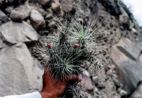 Tillandsia heteromorpha var. rauhii (Peru)