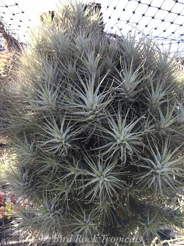 Tillandsia heteromorpha var. rauhii (Peru)