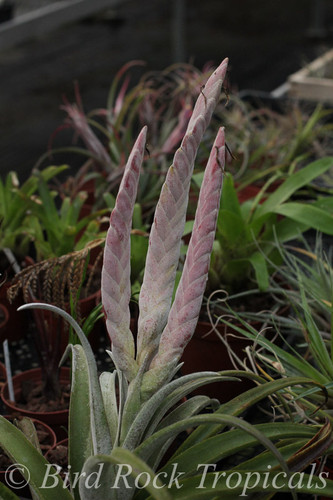 Tillandsia chiapensis, Giant clone - Correale