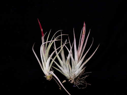 Tillandsia circinatoides X pueblensis