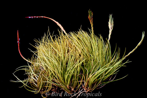 Tillandsia dura (lg. clone, viviparous)