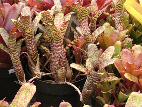 Neoregelia ampullacea