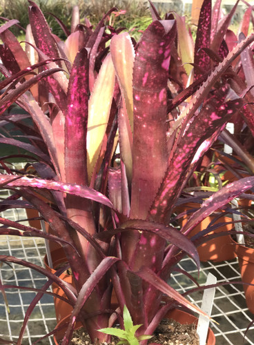 Billbergia Teng Ee