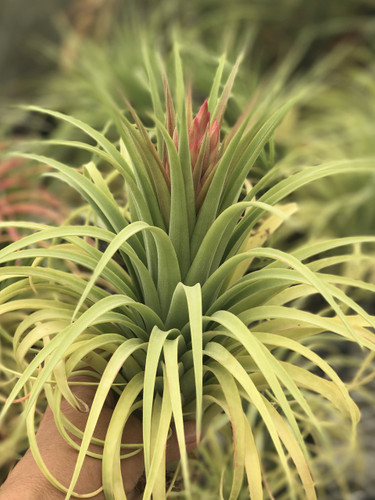 Tillandsia Aristocrat
