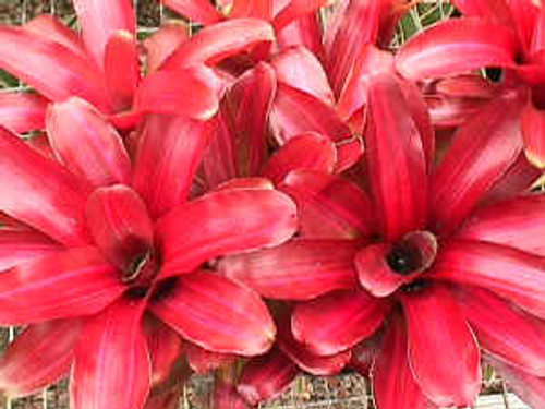Neo. Zoe (Neo. fireball, variegated)