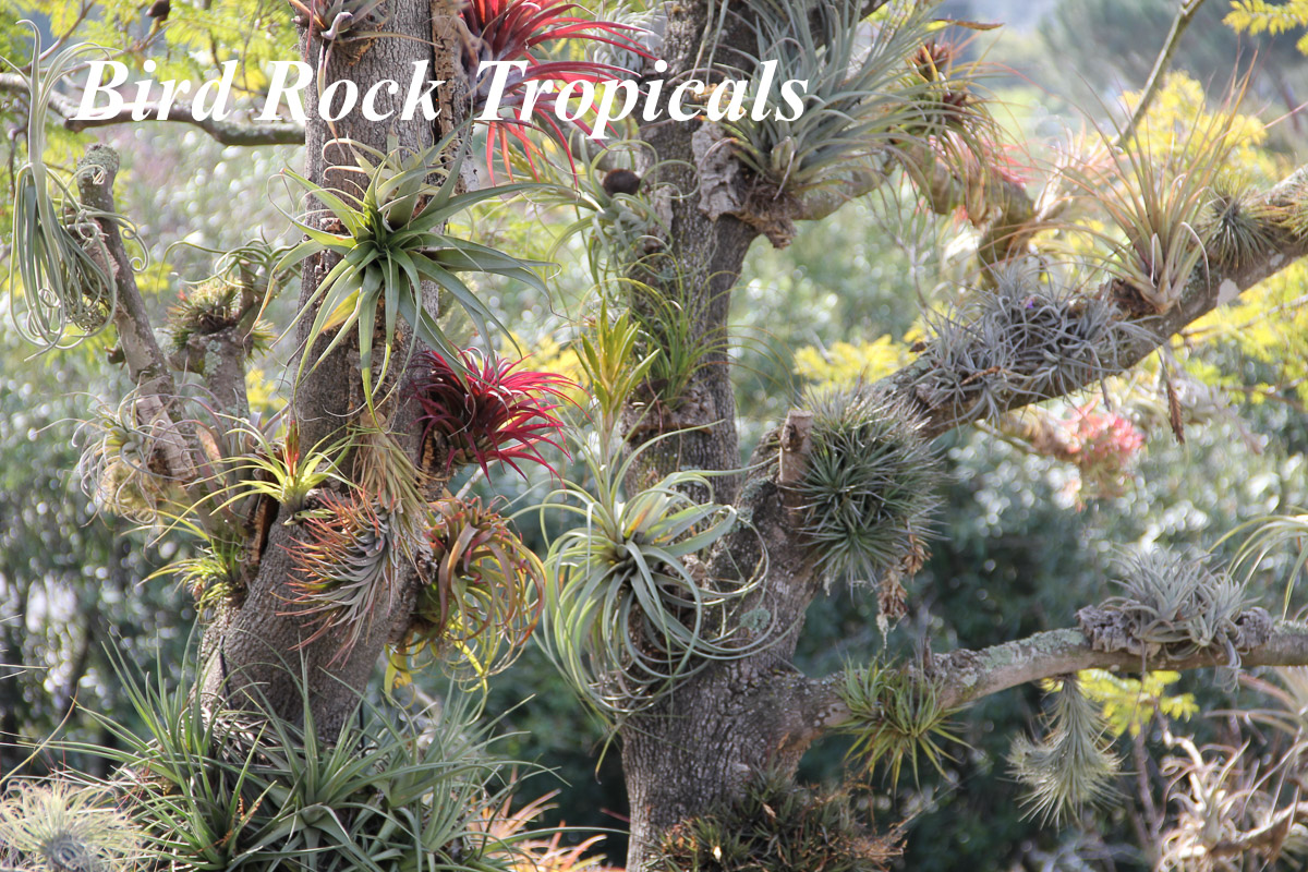 Bird Rock Tropicals Tillansia Grower
