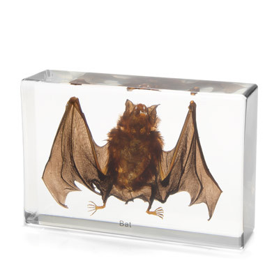 Bat Specimen In Resin The Evolution Bat Specimen In Resin
