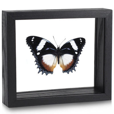Framed Hypolimnas dexithea Butterfly | Evolution Store