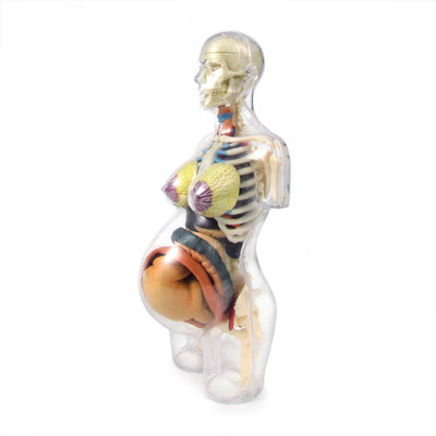 Anatomical Snap-Together Kit, Pregnancy Model - The Evolution Store