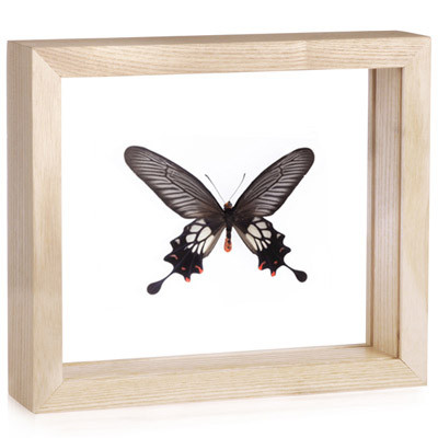 Framed Papilio coon Butterfly | Evolution Store