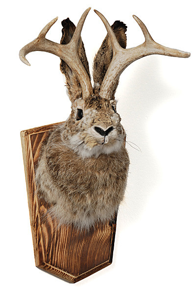 sholder mount jackalope evolution store