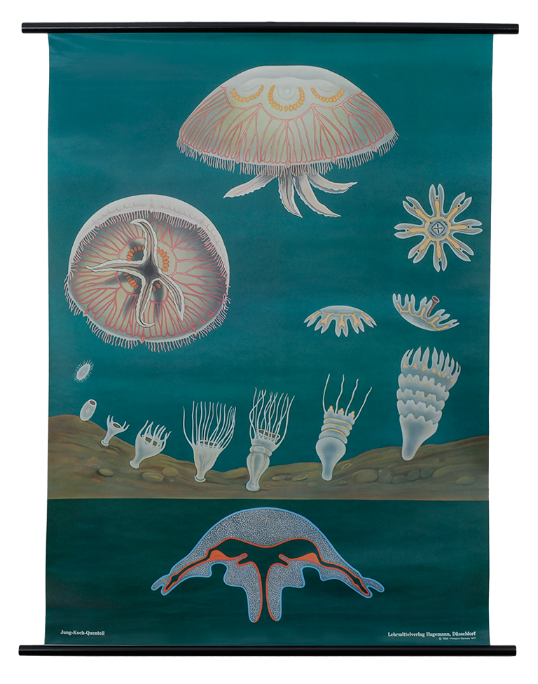 Jellyfish Zoological Poster The Evolution Store