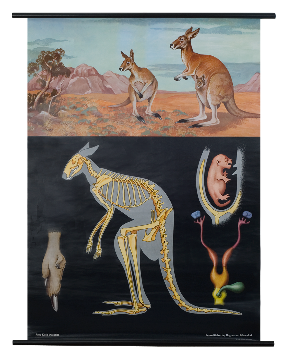 Red Kangaroo Zoological Poster The Evolution Store
