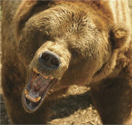 yeti-grizzly-bear-rour.jpg yeti-grizzly-bear-rour.jpg