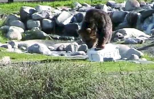 yeti-grizzly-bear.jpg yeti-grizzly-bear.jpg