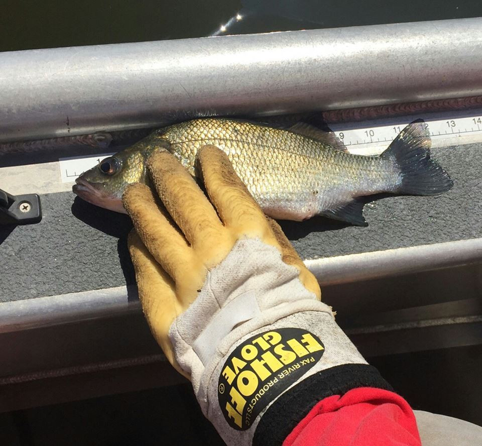https://cdn3.bigcommerce.com/s-pr9amv4/products/49208/images/69089/Pax-River-Products-LLC-Fishoff-Glove-White-Perch-Upclose__10606.1496335335.1280.1280.jpg?c=2&_ga=2.58407791.413520253.1496335977-1472371631.1493559799