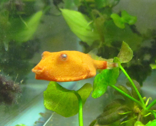 Tetraodon miurus Congo Puffer