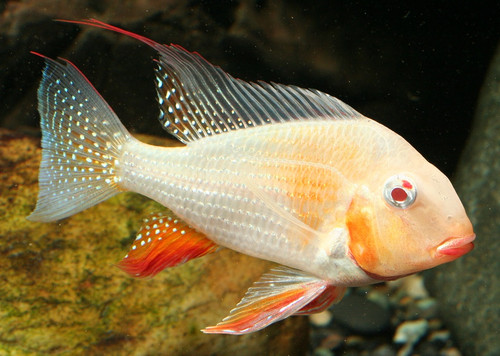 Albino Heckelii Cichlid - TRiN's Tropical Fish