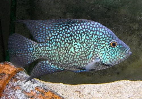 Electric Blue Carpintis Cichlid (Herichthys carpintis)