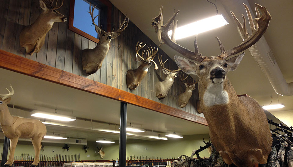 Premier Outdoors | Mount Hope, Ohio Mounted Animals