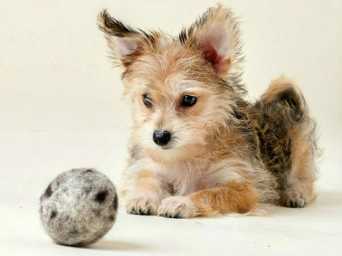 Our wool balls are durable, natural, and safe for your dog's teeth. Our wool balls are durable, natural, and safe for your dog's teeth.