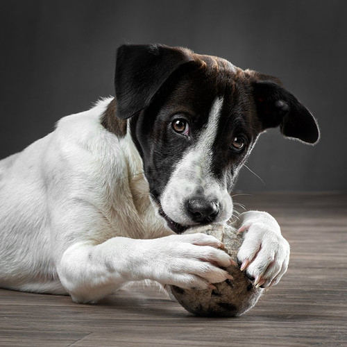 Dog balls made with organic wool. Good for aggressive chewers. Dog toys made in USA.