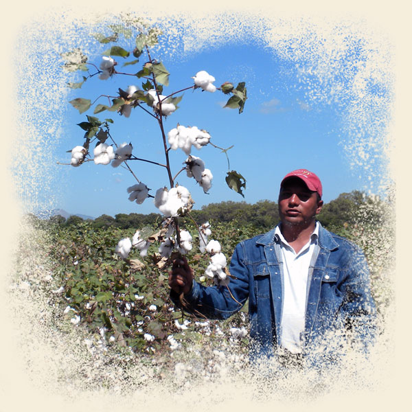 Farmer in an organic cotton field.
