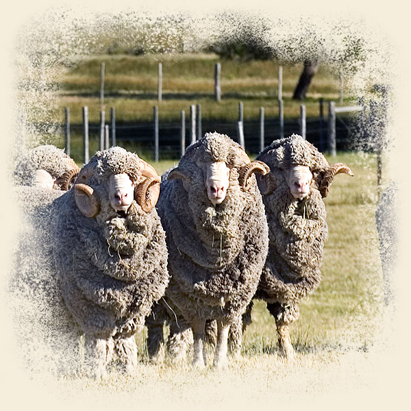 These sheep are raised to the same standard as sheep raised for organic dairy and meat.