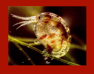 We have copepods for sale at AquariumDepot.com - where you can buy