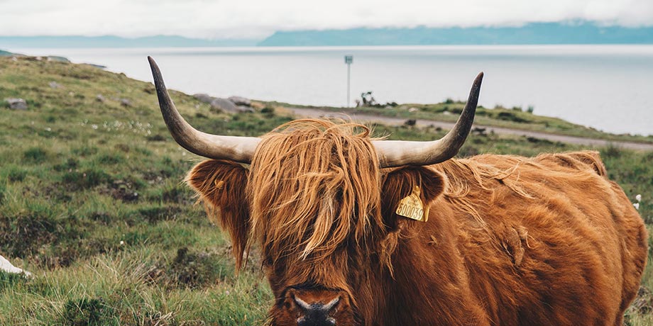 Getting To Know The Scottish Locals