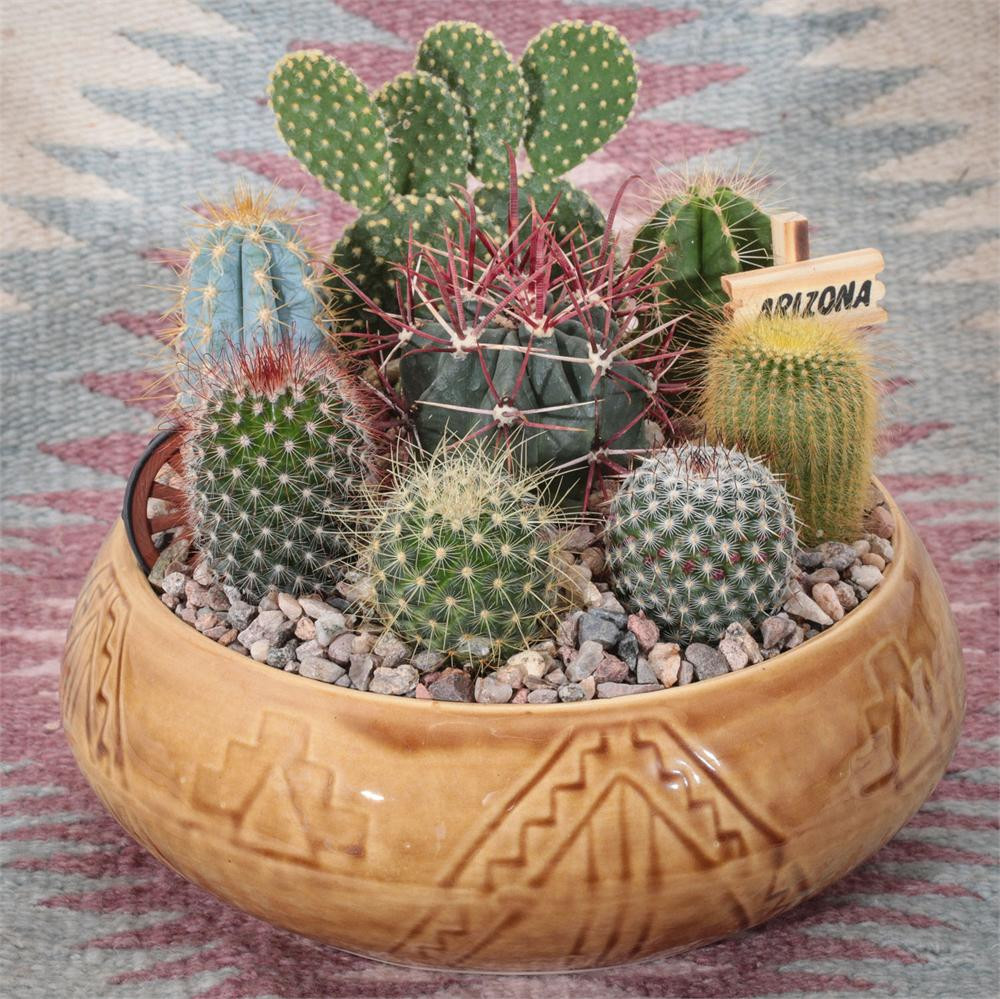 Southwest Cactus Garden - 9 inch - Arizona Gifts