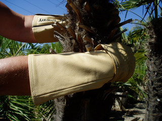 arm-chaps-leather-tree.jpg arm-chaps-leather-tree.jpg