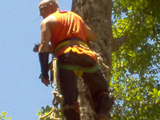 arm-chaps-tree-service-1.jpg arm-chaps-tree-service-1.jpg
