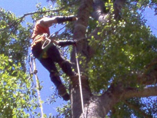 arm-chaps-tree-service-2.jpg arm-chaps-tree-service-2.jpg