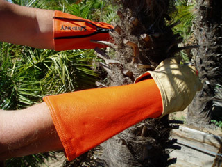 arm-chaps-tree-trimming-safety-orange.jpg arm-chaps-tree-trimming-safety-orange.jpg