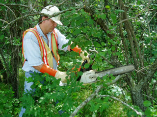 arm-chaps-tree-trimming.jpg arm-chaps-tree-trimming.jpg