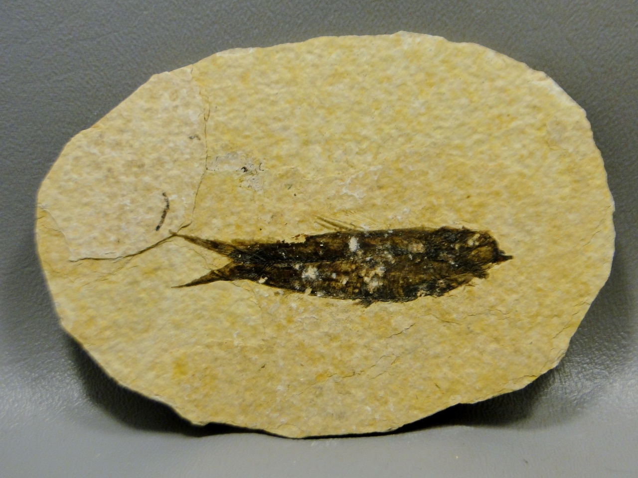 Fossil and Petrified Wood Definition by OakRocks