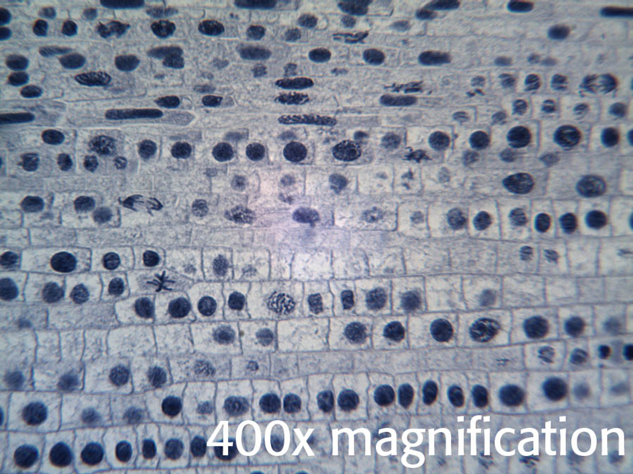 Onion Root Tip Mitosis / Biology 109 Lab Review For Practicum #1 ...