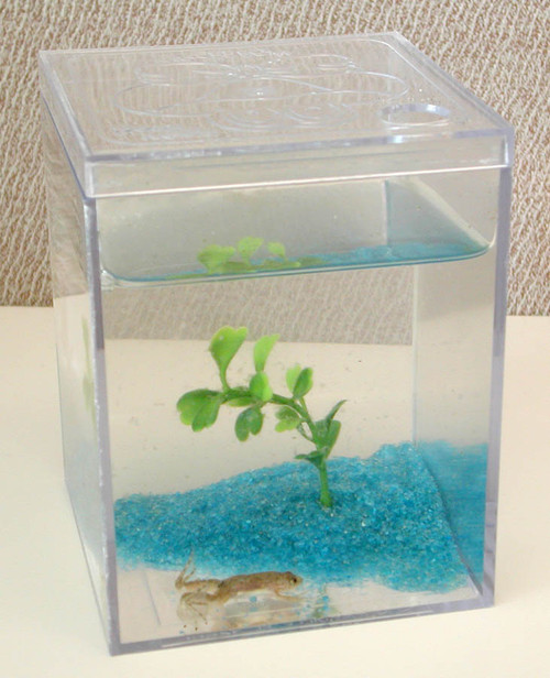The Original Grow-a-Frog Kit | Get a Pet Tadpole