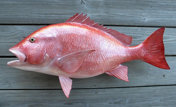 red snapper fish near me