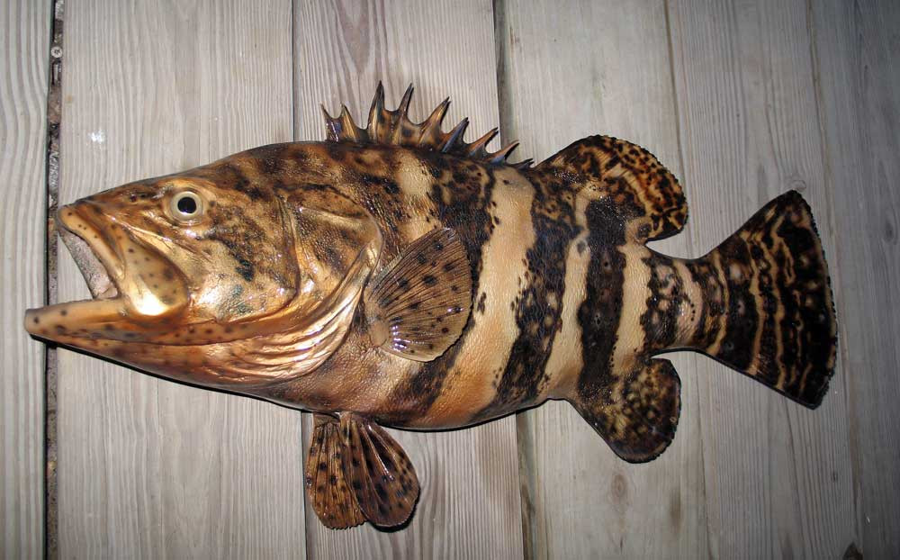 grouper goliath