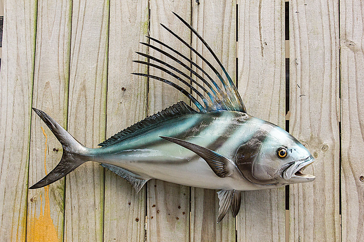 Roosterfish 25 inches Full Mount Fiberglass Fish Replica The Fish