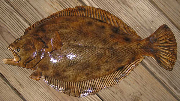 Image result for flounder