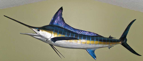 striped marlin 106l inch full mount fiberglass fish replica the