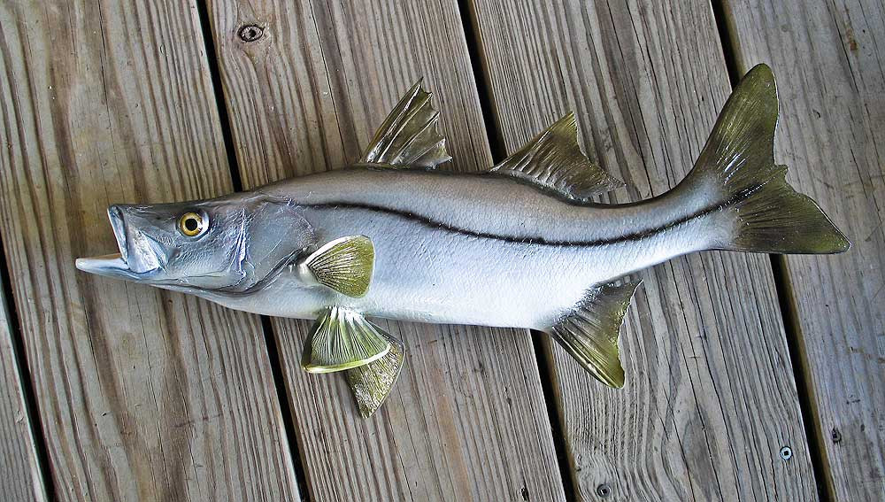 Snook 21 inch Full Mount fiberglass fish Replica The Fish Mount Store