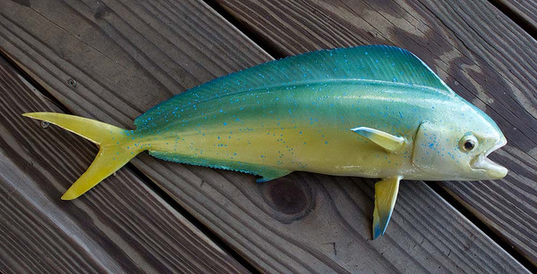 MAKO 31 Inch Half Sided Fiberglass Mahi Fish Mount - Wall Mounted Mahi Mahi Trophy, Airbrushed By Alison Truss