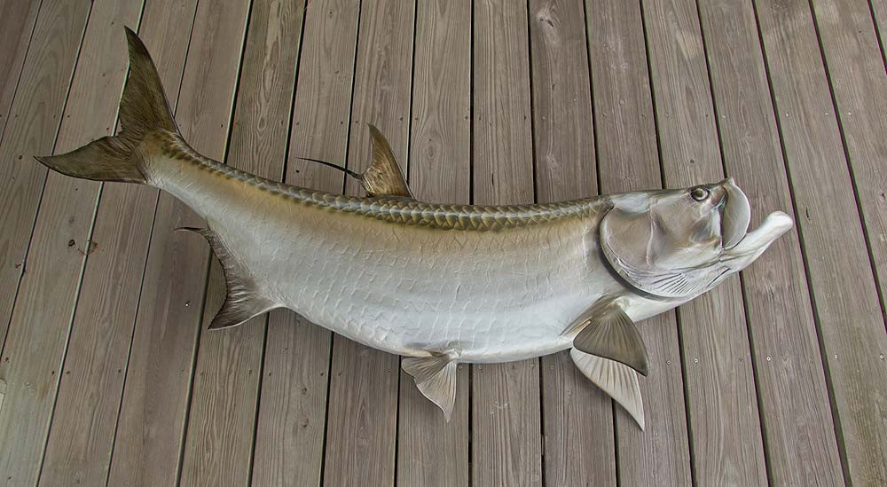 Tarpon 84 inch full mount fiberglass fish replica The Fish Mount Store