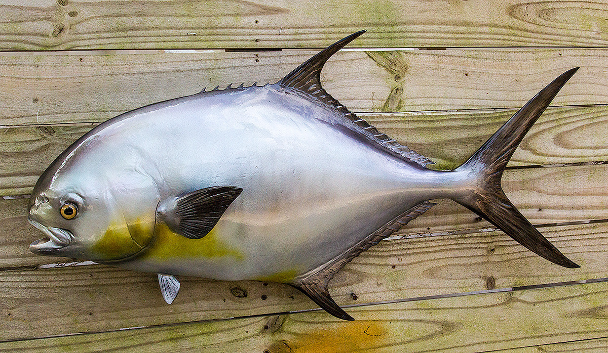 Permit 36 inch full mount fiberglass fish replica The Fish Mount Store